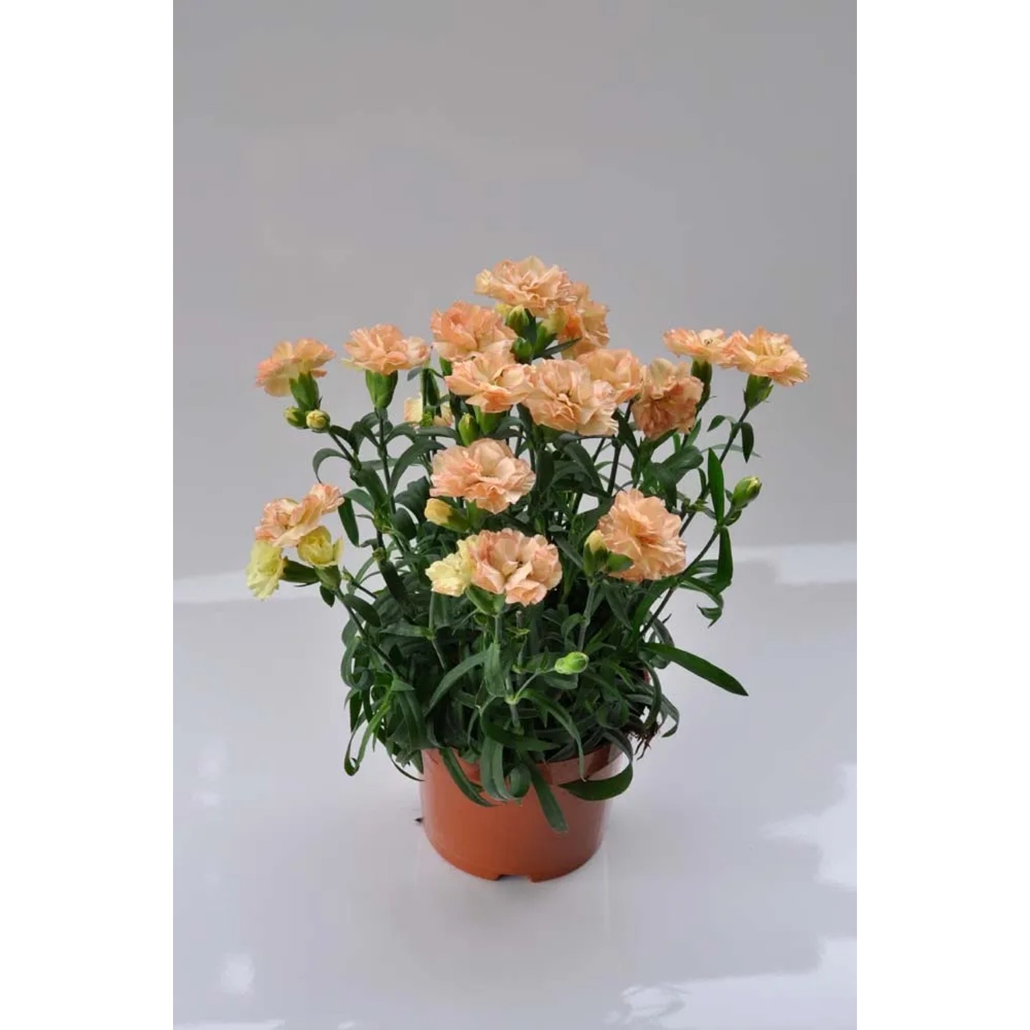Goździk (Dianthus caryophyllus) mix don. 12 cm
