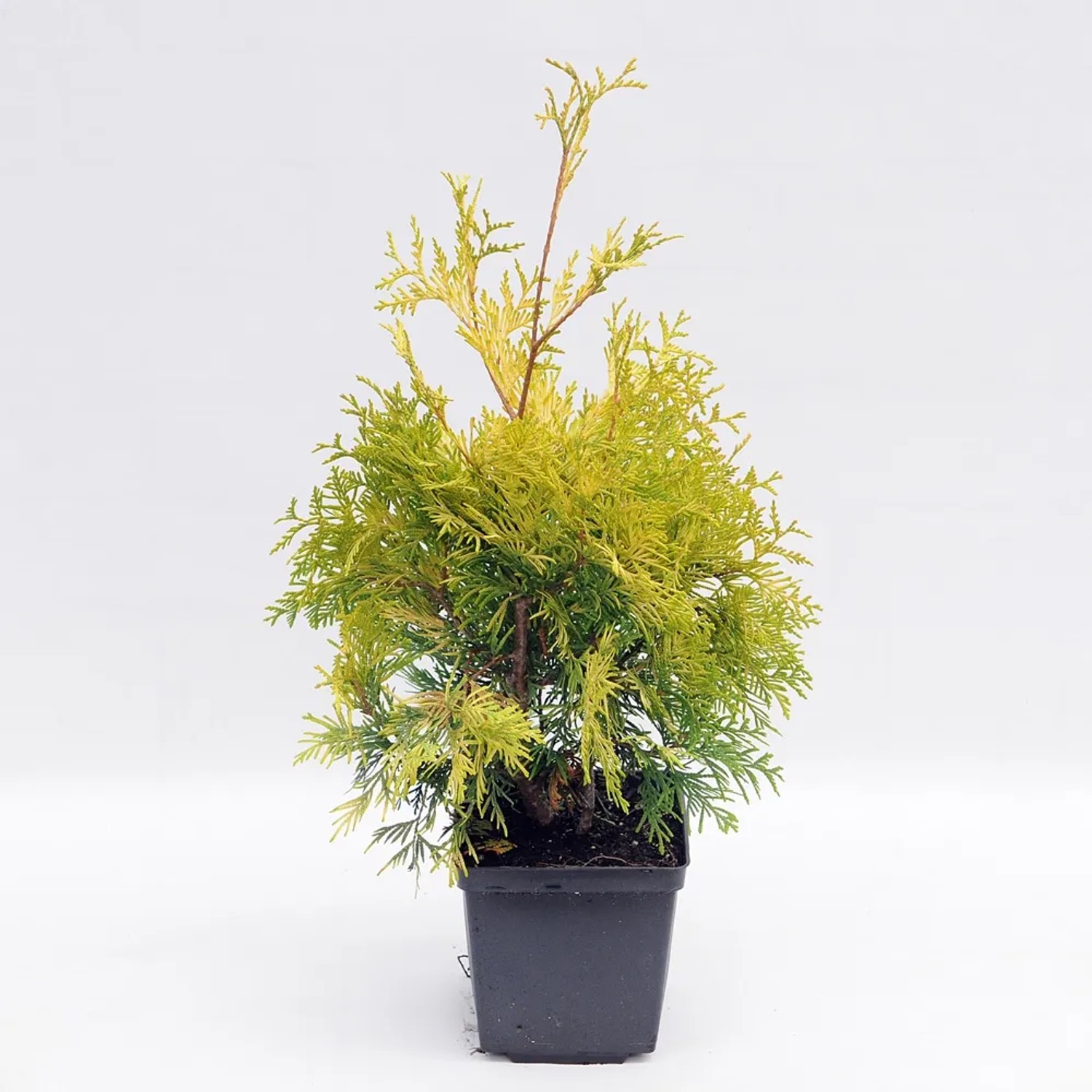 Tuja (Thuja) zachodnia Occidentalis Yellow Ribbon
