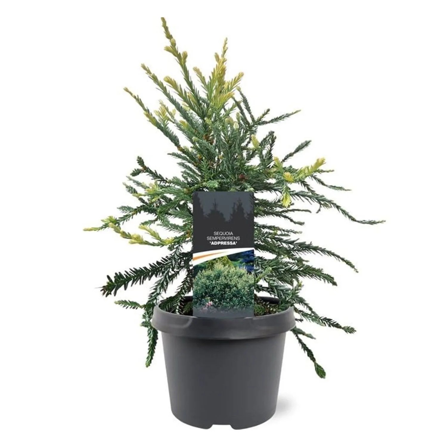 Sekwoja wieczniezielona (Sequoia Adpressa) don. 19 cm