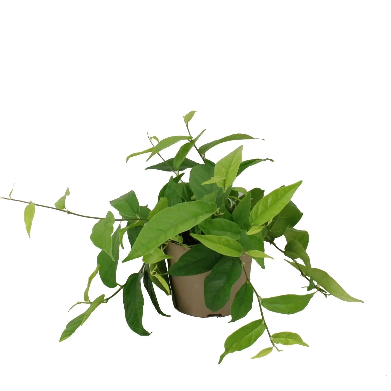 Fikus (Ficus Sagittata Green) don. 12 cm