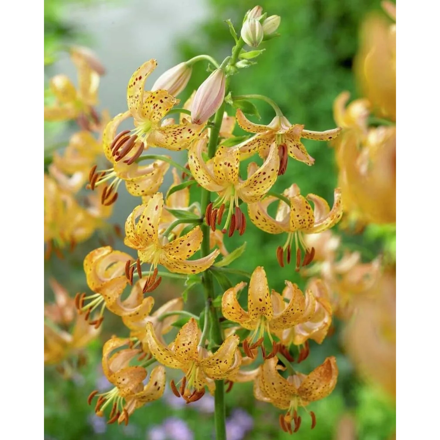Lilia (Lilium Guinea Gold)
