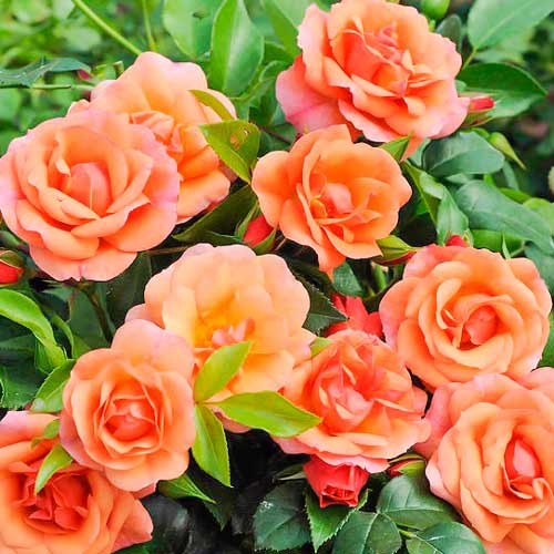 1 buc, Trandafir floribunda Aprikola - Butași: Mod de ambalare: 1 buc