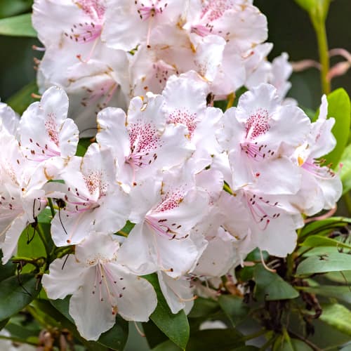 1 saz, Rododendron Cream Crest - : Monžstvo balíkov: 1 saz