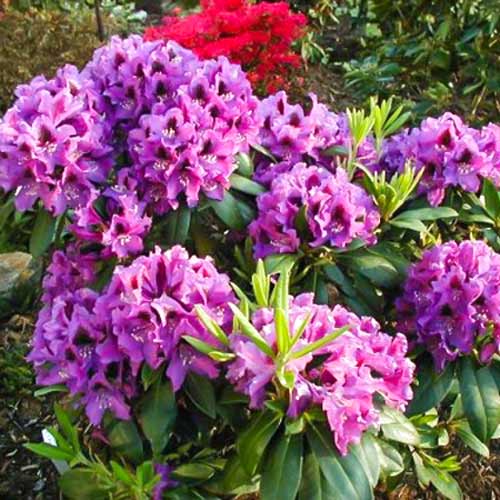 Rododendron Rasputin - : Monžstvo balíkov: 1 sad