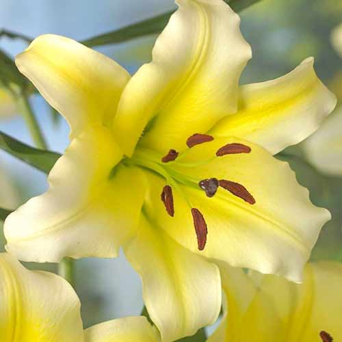 2 Stück, Lilie Serano - Blumenzwiebeln: Ilość w opakowaniu: 2 Stück