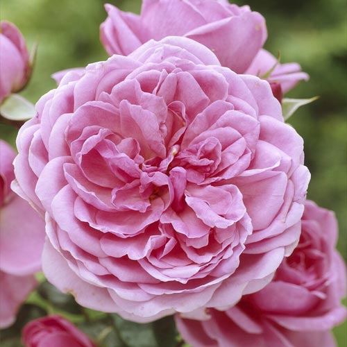 Rosa floribunda Berleburg , С5 - Plántulas: Ilość w opakowaniu: 1 plantas