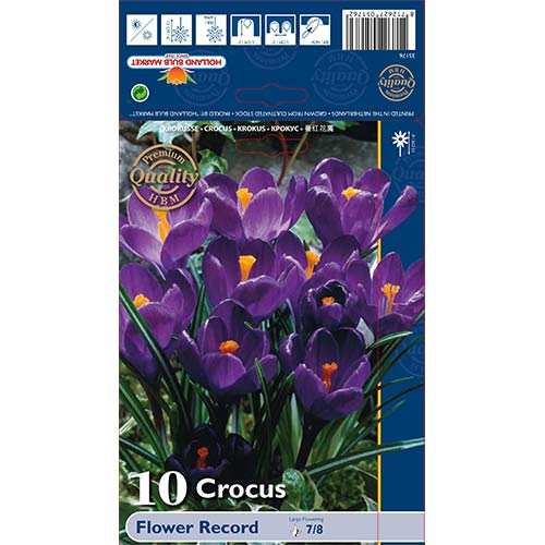 Krokus Flower Record - Cebule: Ilość w opakowaniu: 10 szt. - GradinaMax