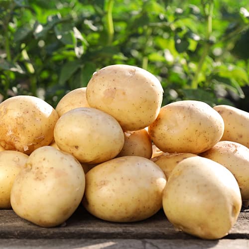 1 kg, Cartofi de sămânță Camelia - Tuberculi: Mod de ambalare: 1 kg