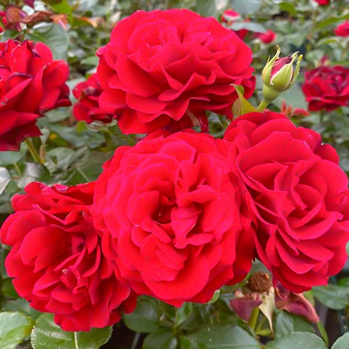 1 saz, Růže floribunda Draga Frayla - : Monžstvo balíkov: 1 saz