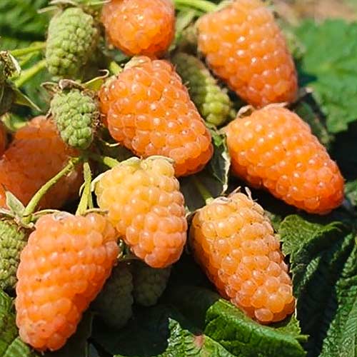 1 saz, Malina Orange je vysoce produktivní odrůda - : Monžstvo balíkov: 1 saz