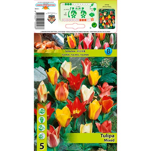 5 kus, Tulipán Greigii, mix - : Monžstvo balíkov: 5 kus