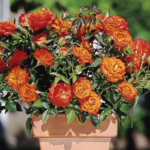 1 saz, Růže mini Orange Jewel - : Monžstvo balíkov: 1 saz