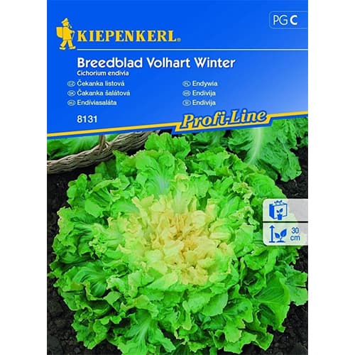 1 szt, Endivie Breedblad Volhart Winter - Samen: Ilość w opakowaniu: 1 Stück
