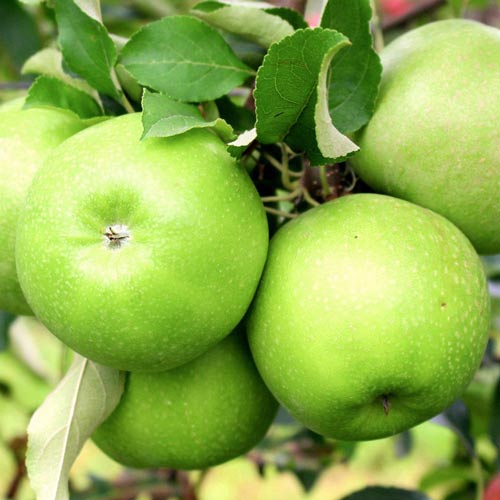 Jabłoń Granny Smith - Sadzonki: Ilość w opakowaniu: 1 sadz - GradinaMax