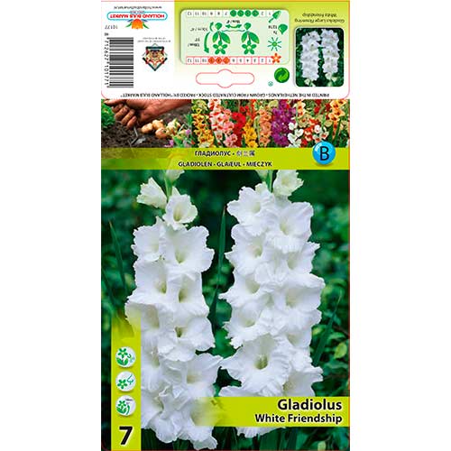 7 szt., Gladiola (Mieczyk) White Friendship - Cebule: Ilość w opakowaniu: 7 szt.