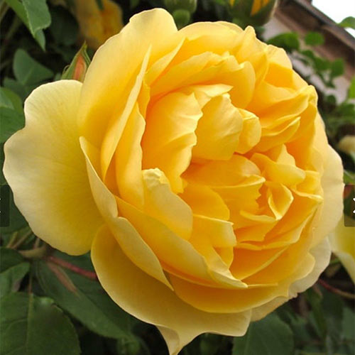 1 buc, Trandafir floribunda Flower Power Gold - Butași: Mod de ambalare: 1 buc