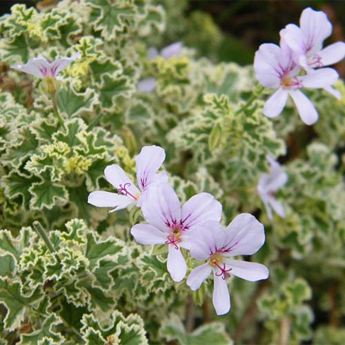 1 buc, Mușcată englezească (Geranium) Variegatum - Răsaduri: Mod de ambalare: 1 buc