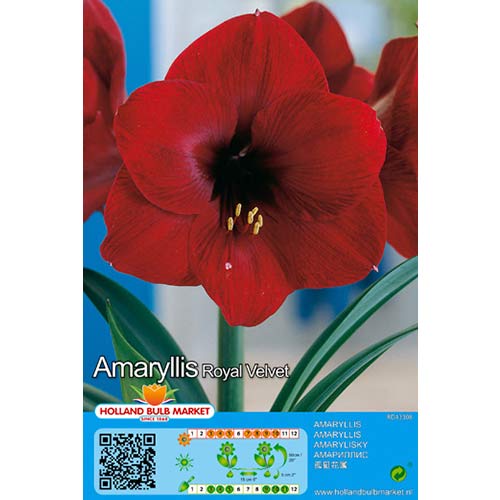1 buc, Crin de cameră (Amaryllis) Royal Velvet - Bulbi: Mod de ambalare: 1 buc