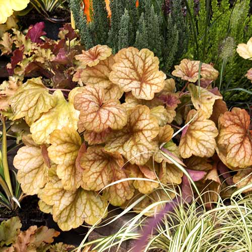 1 buc, Clopoțel (Heuchera) Champagne, C2 - Puieți: Mod de ambalare: 1 buc