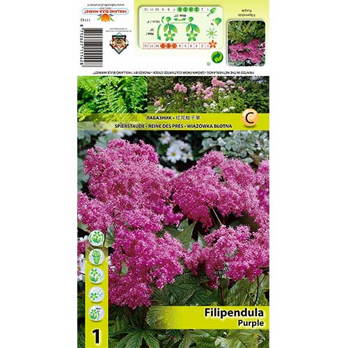 1 buc, Crețușcă (Filipendula) Purple - Bulbi: Mod de ambalare: 1 buc