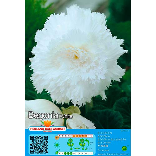 2 buc, Begonie Fimbriata White - Bulbi: Mod de ambalare: 2 buc