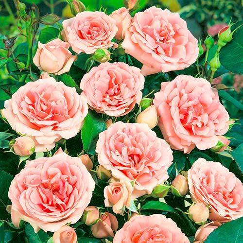 1 buc, Trandafir floribunda Kimono, root ball - Butași: Mod de ambalare: 1 buc