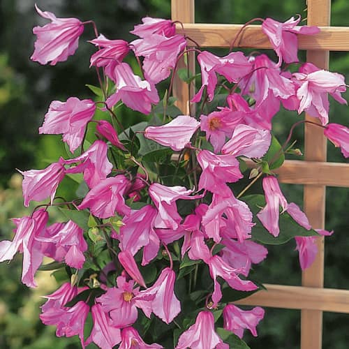 1 buc, Clematis Alionushka, P9 - Răsaduri: Mod de ambalare: 1 buc