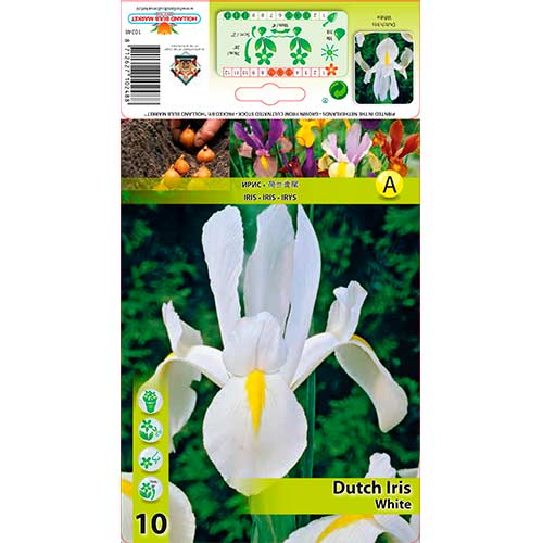 10 cib, Kosatec holandský White - : Monžstvo balíkov: 10 cib