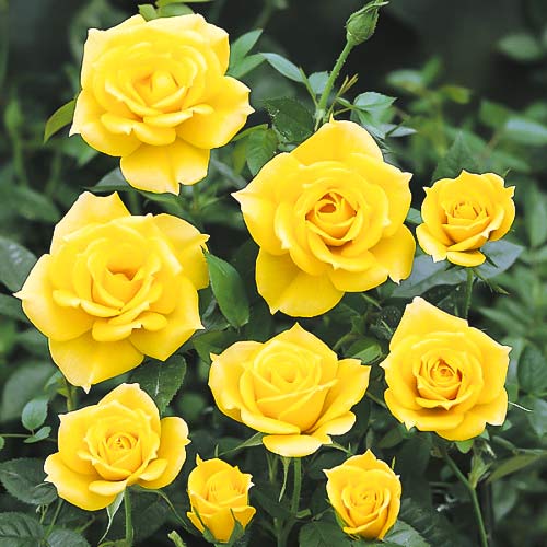 Ruža floribunda Golden Wedding - : Monžstvo balíkov: 1 sad