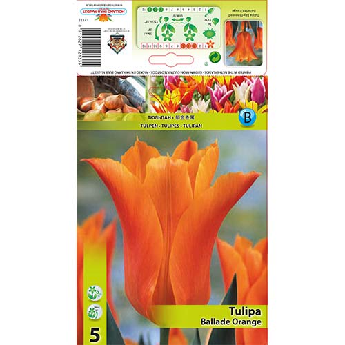 5 cib, Tulipán Ballade Orange - : Monžstvo balíkov: 5 cib