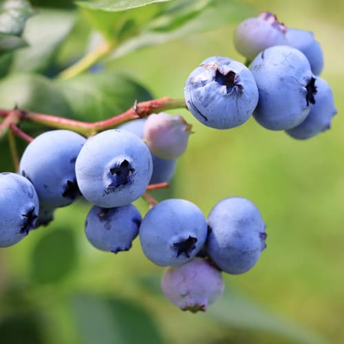 Čučoriedka Early Blue, P9 - : Monžstvo balíkov: 1 sad