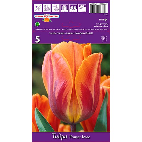 5 cib, Tulipán Princes Irene - : Monžstvo balíkov: 5 cib