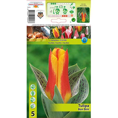 5 cib, Tulipán Bon Bini - : Monžstvo balíkov: 5 cib