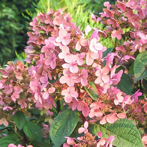 1 db, Hortenzia paniculata Early Sensation - Palánták: Mod de ambalare: 1 db