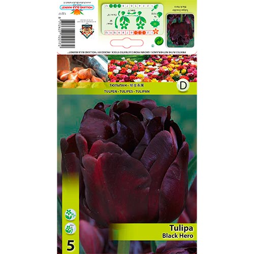 5 db, Tulipán Black Hero - Hagymák: Mod de ambalare: 5 db