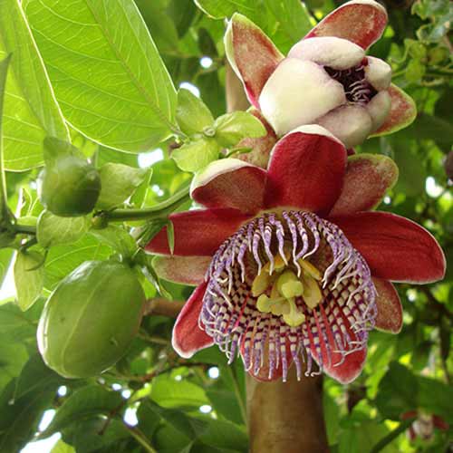 1 db, Golgotavirág (Passiflora) Alata Red - Évelő: Mod de ambalare: 1 db