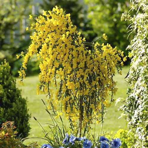 1 szt, Cytisus Golden Sunlight, C2 - Palánták: Mod de ambalare: 1 db