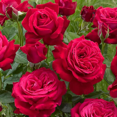 1 Pflanze(n), Großblütige Rose Dame de Coeur - Setzlinge: Ilość w opakowaniu: 1 Pflanze(n)