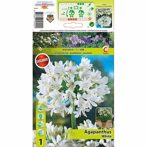 Agapanthus (Lirio africano) Blanco - Plantas perennes: Ilość w opakowaniu: 1 bulbos