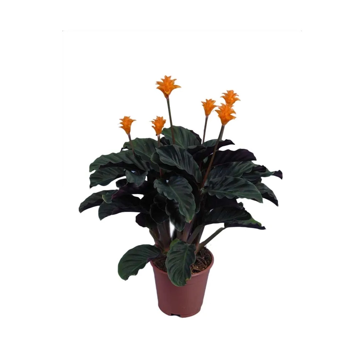 Kalatea (Calathea crocata) don. 14 cm
