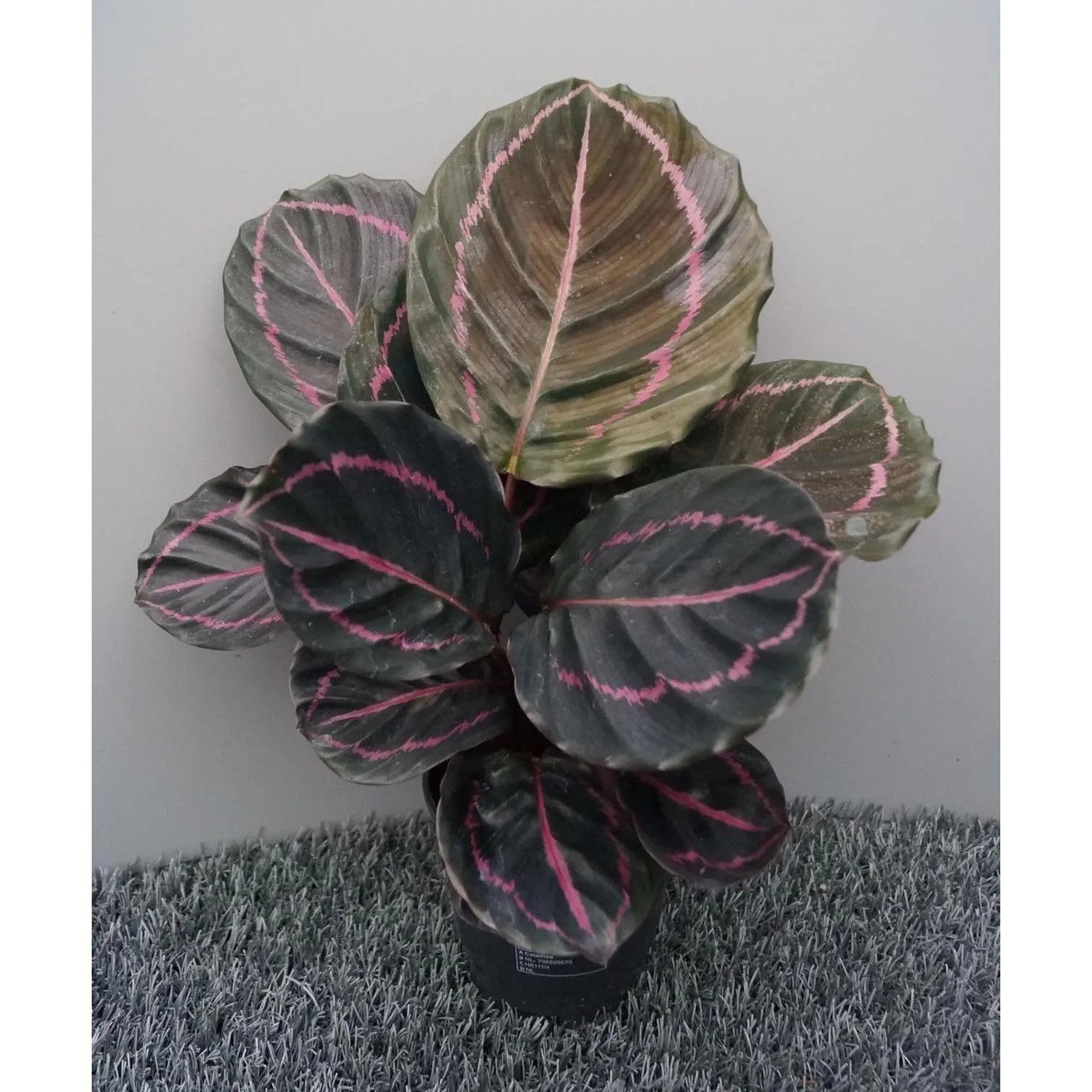 Calathea roseopicta Dottie, wys. 30-40 cm, don. 12 cm