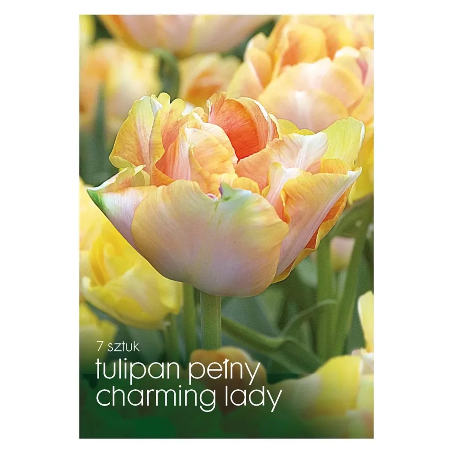 Tulipan Charming Lady 7 szt.