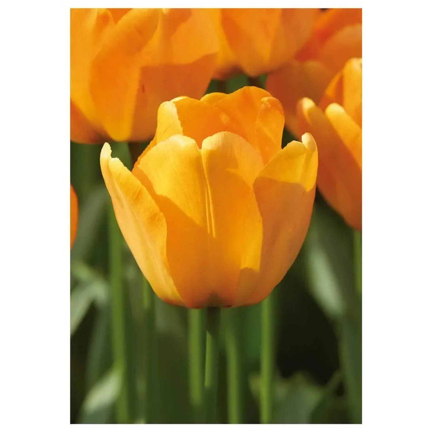 Tulipan Pojedynczy Daydream 7 szt. pomarańczowy