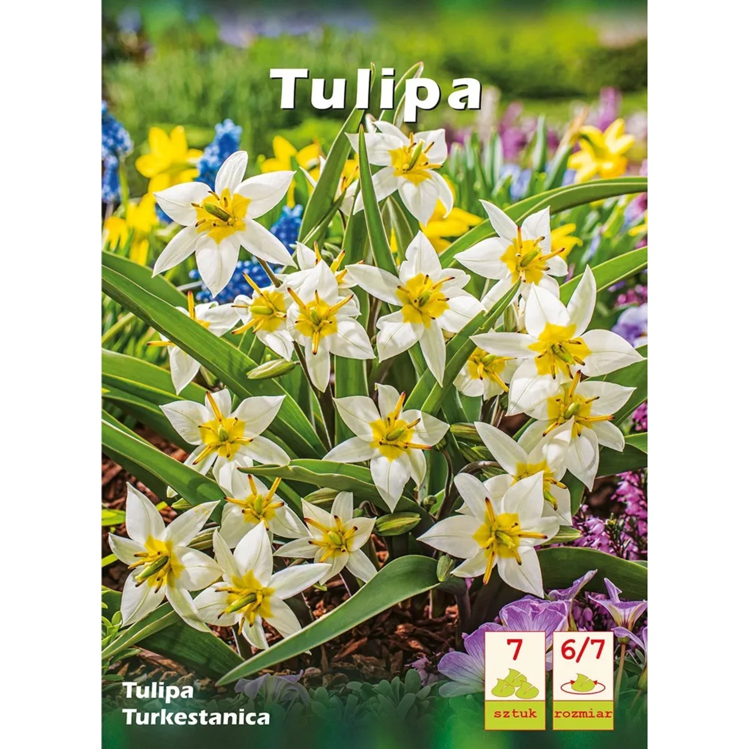 Tulipan (Tulipa) Tur kestanica - 7 szt.