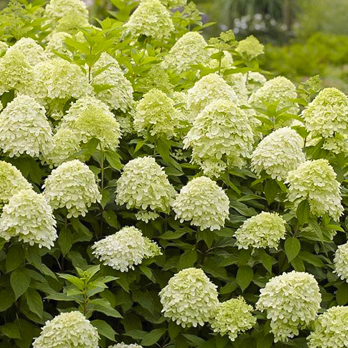 1 buc, Hortensia paniculata Limelight - Răsaduri: Mod de ambalare: 1 buc