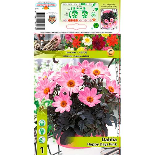 1 buc, Dalie Happy Days Pink - Bulbi: Mod de ambalare: 1 buc