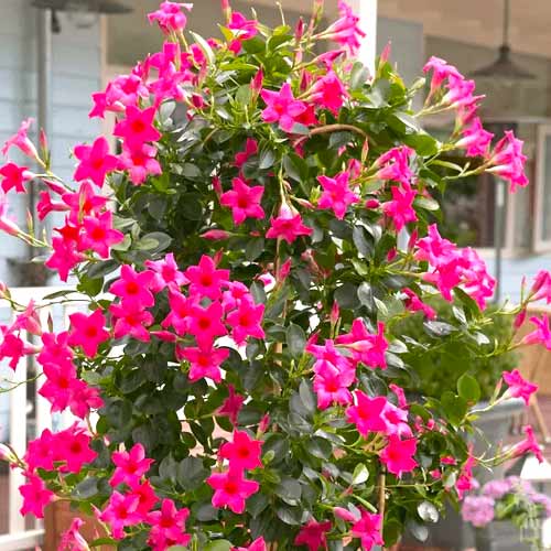 1 buc, Iasomie braziliană (Mandevilla) Pink - Răsaduri: Mod de ambalare: 1 buc