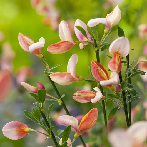 1 buc, Cytisus Zeelandia - Puieți: Mod de ambalare: 1 buc