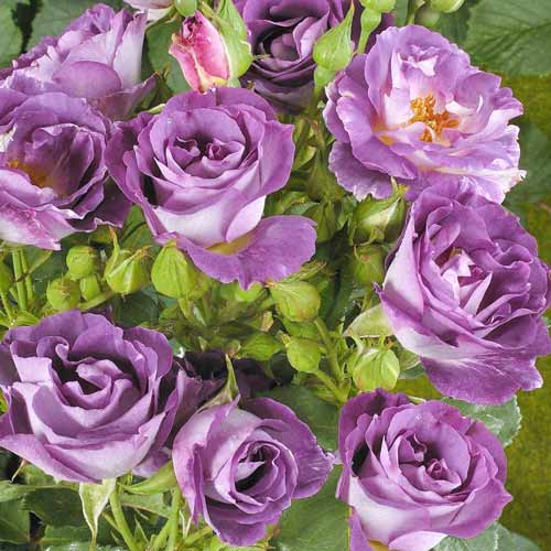 1 buc, Trandafir floribunda Blue for you - Butași: Mod de ambalare: 1 buc