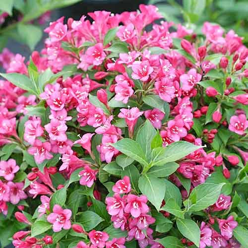 1 buc, Weigela Rubidol - Răsaduri: Mod de ambalare: 1 buc